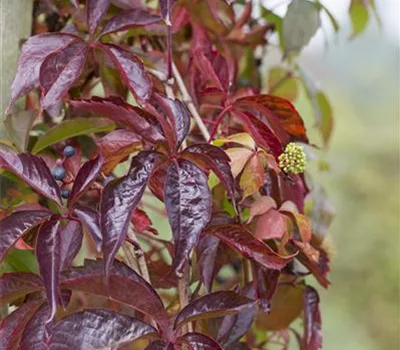 Parthenocissus quinquefolia