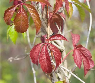 Parthenocissus quinquefolia var. engelmannii