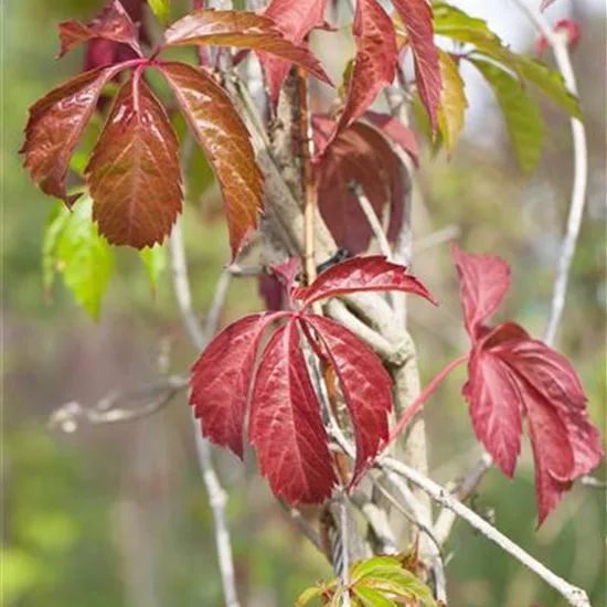 Parthenocissus quinquefolia var. engelmannii