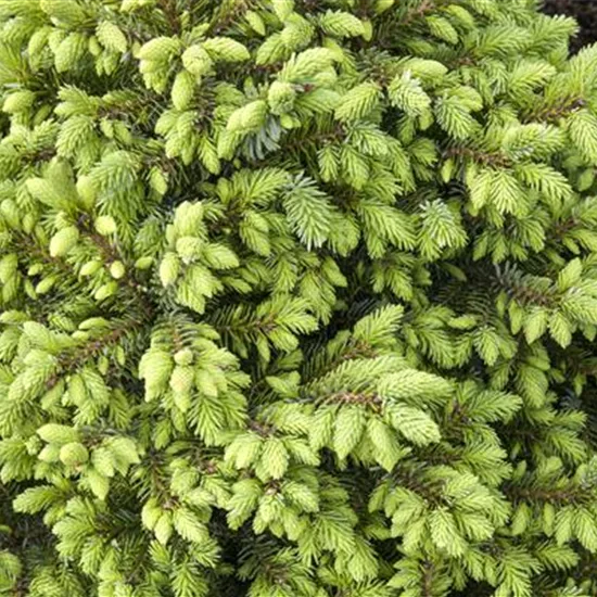 Picea omorika 'Nana'