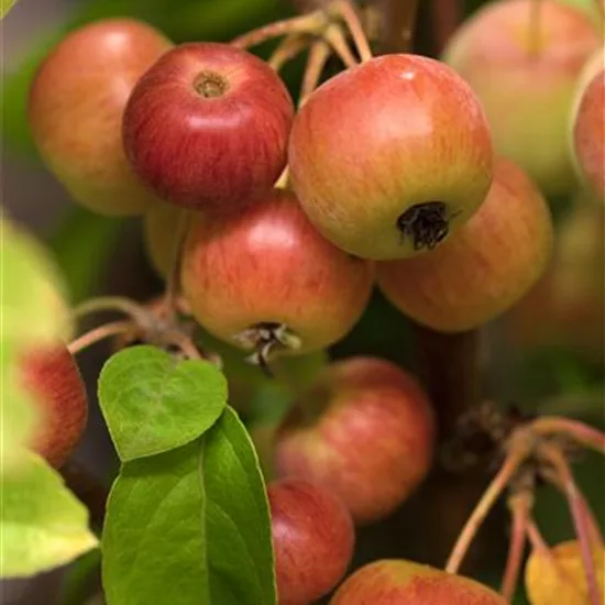 Malus 'Evereste'