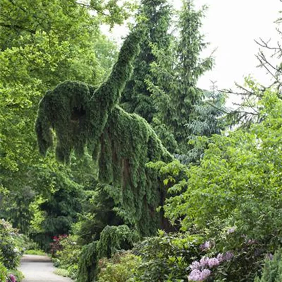 Picea omorika 'Pendula Bruns'