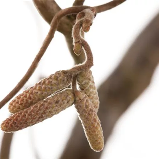 Corylus avellana 'Contorta'