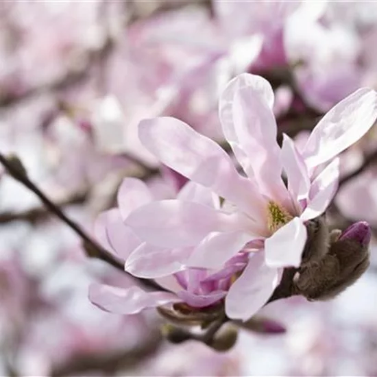 Magnolia stellata 'Rosea'