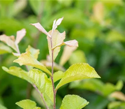 Photinia villosa