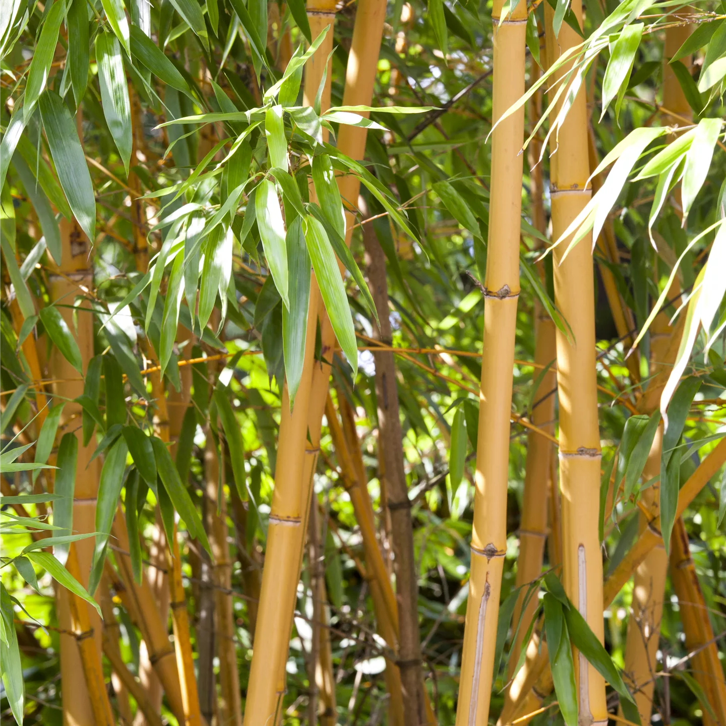 Phyllostachys aurea