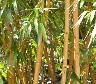 Phyllostachys aurea