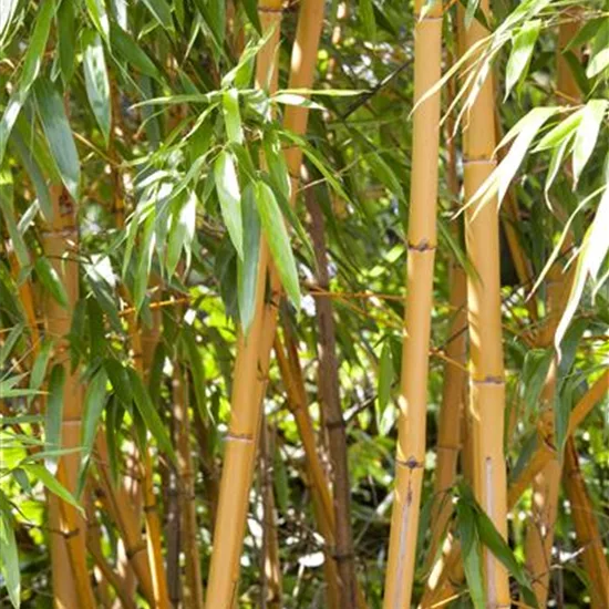 Phyllostachys aurea