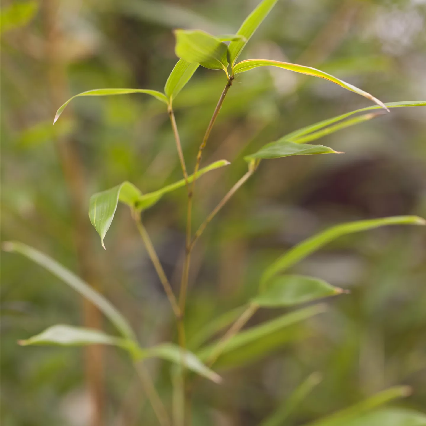 Phyllostachys aureosulcata 'Spectabilis'