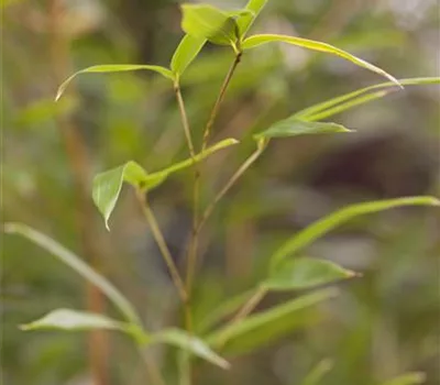 Phyllostachys aureosulcata 'Spectabilis'