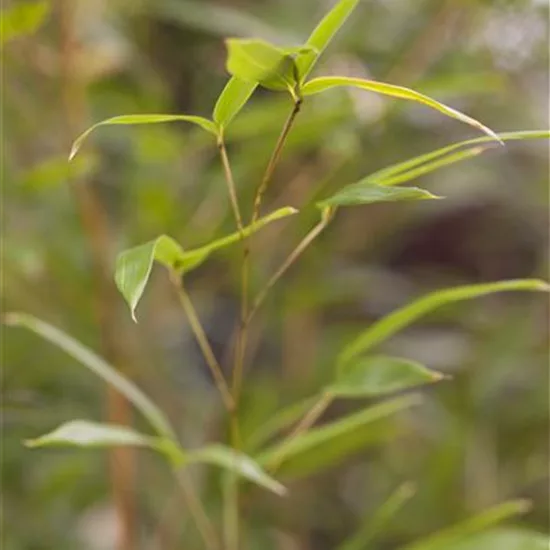 Phyllostachys aureosulcata 'Spectabilis'