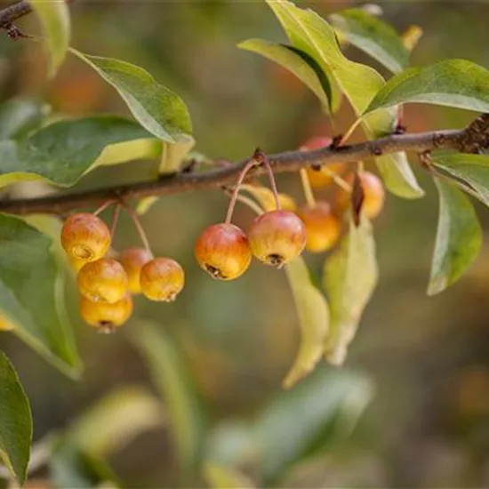 Malus 'Pom' Zai'