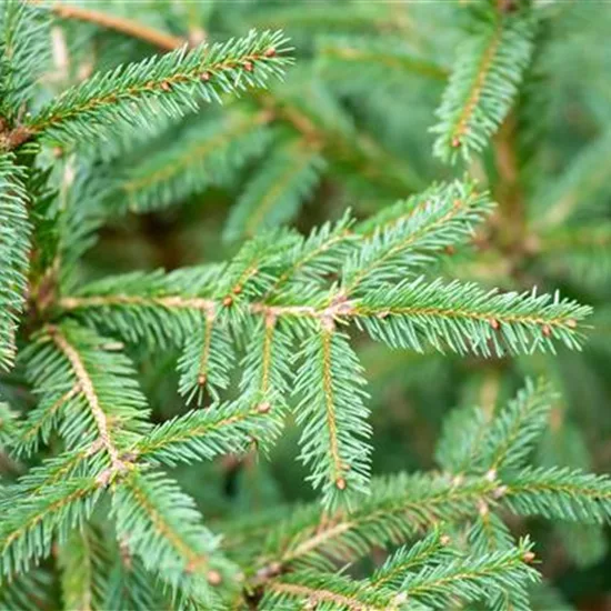 Picea abies 'Ohlendorffii'