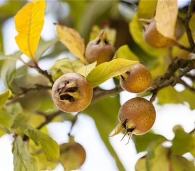 Mespilus germanica