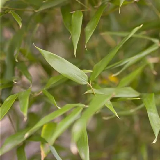 Phyllostachys bissetii