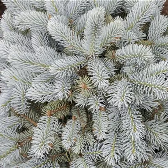 Picea pungens 'Glauca Globosa'