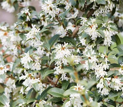 Osmanthus burkwoodii (x)