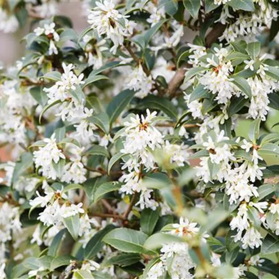 Osmanthus burkwoodii (x)