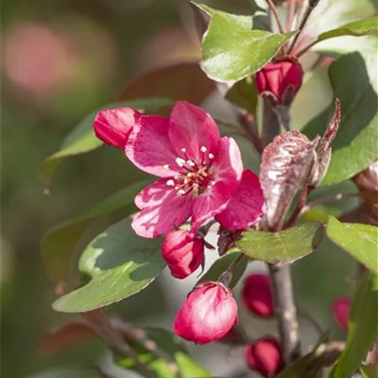 Malus 'Royalty'