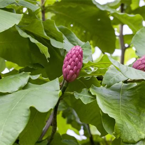 Magnolia tripetala