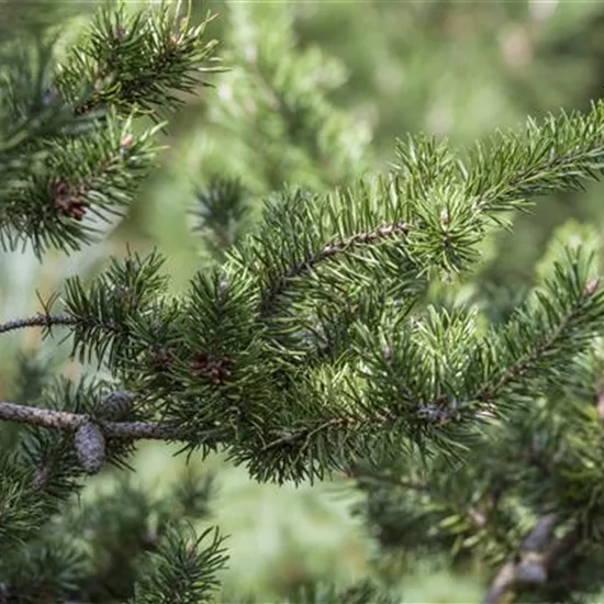 Pinus banksiana 'Arktis'