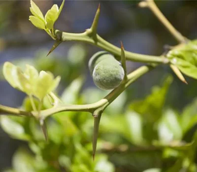 Poncirus trifoliata