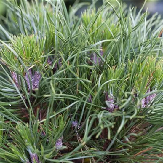 Pinus mugo 'Hesse'