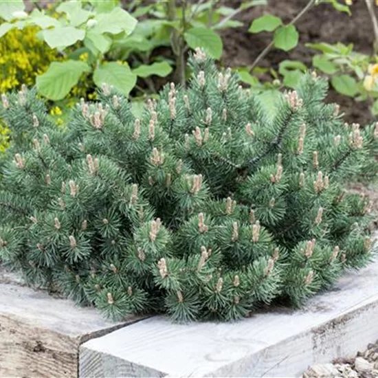 Pinus mugo 'Humpy'