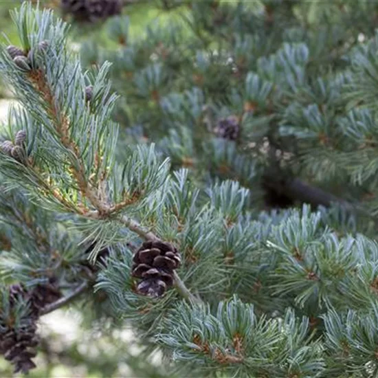 Pinus parviflora 'Glauca'