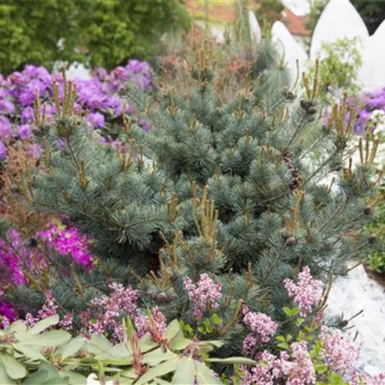 Pinus parviflora 'Negishi'