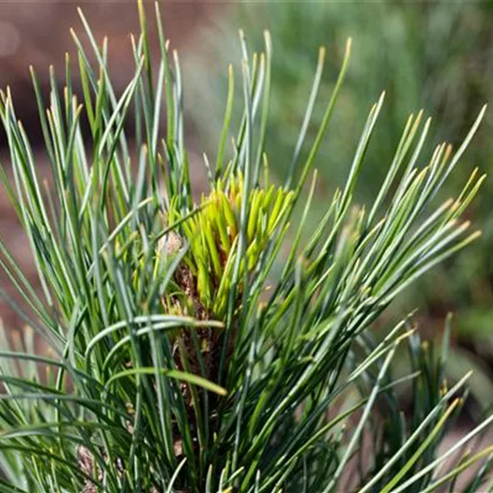 Pinus cembra