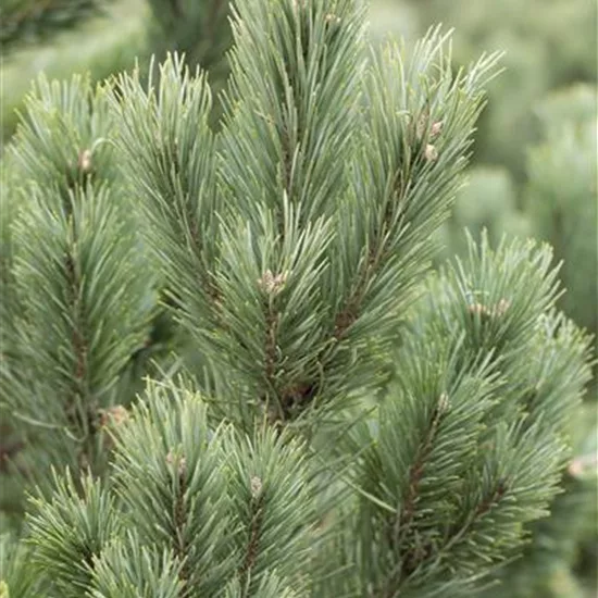 Pinus cembra 'Glauca'