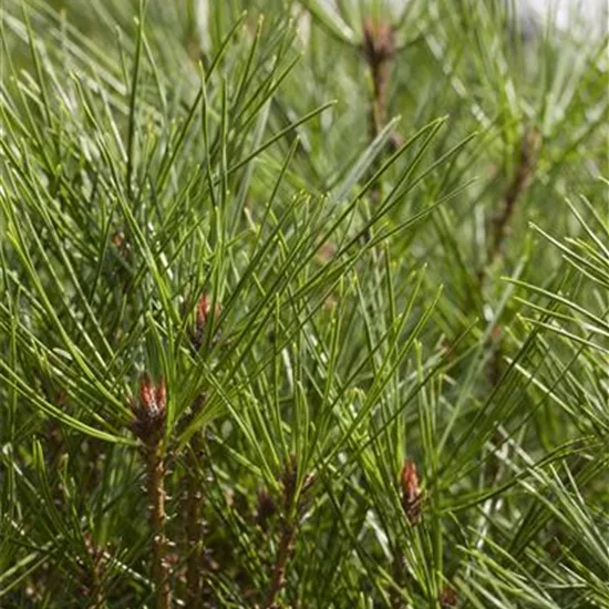 Pinus densiflora 'Umbraculifera'