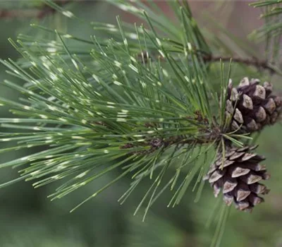 Pinus densiflora 'Oculus-draconis'