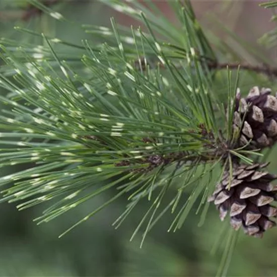 Pinus densiflora 'Oculus-draconis'