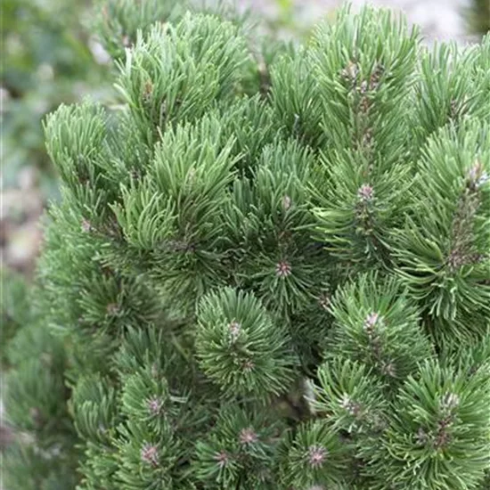 Pinus mugo 'Picobello'