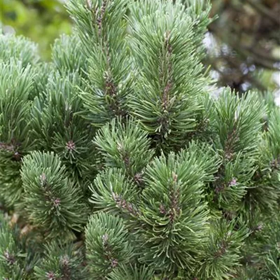 Pinus mugo 'Columbo'