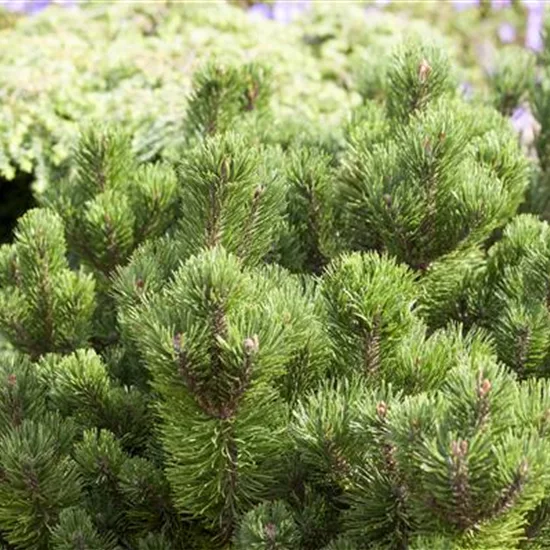 Pinus mugo 'Jacobsen'