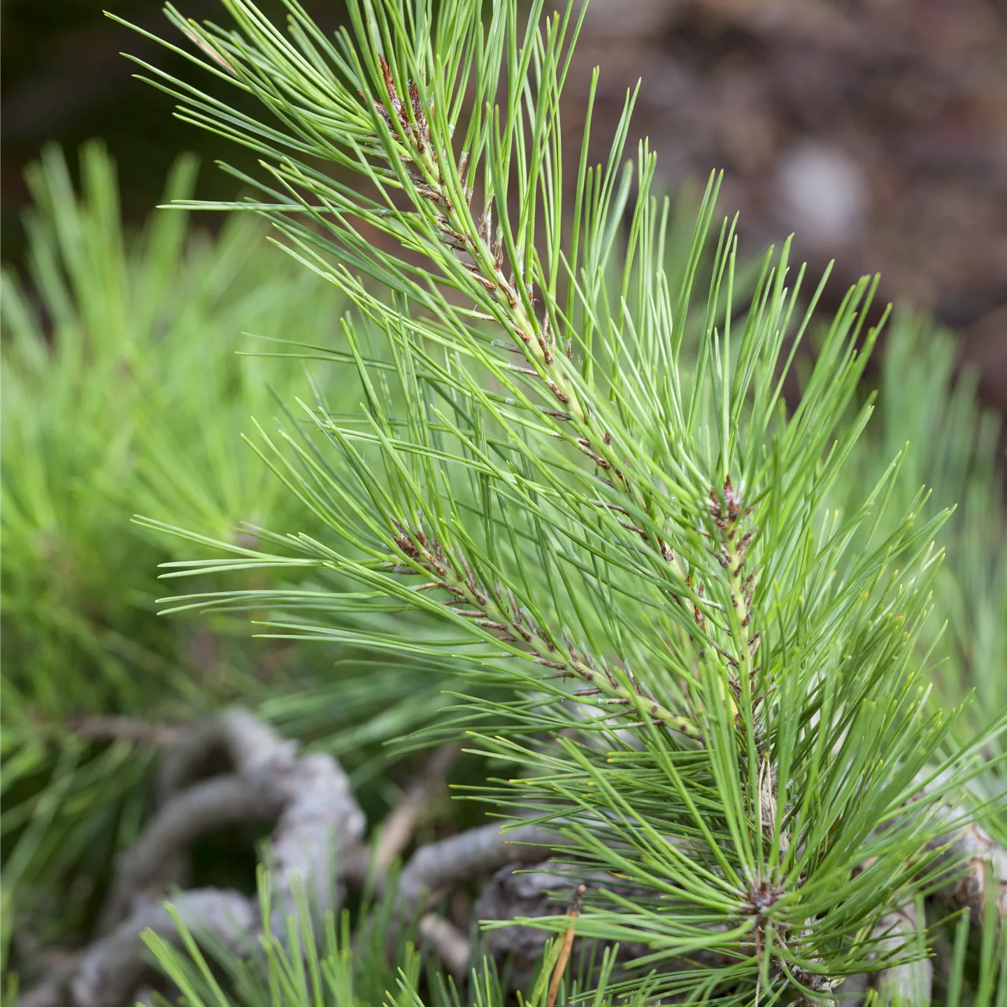 Pinus densiflora 'Pendula'