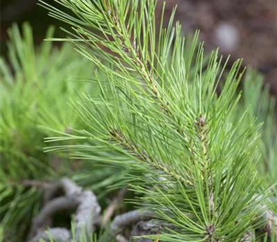 Pinus densiflora 'Pendula'