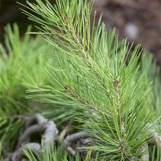 Pinus densiflora 'Pendula'