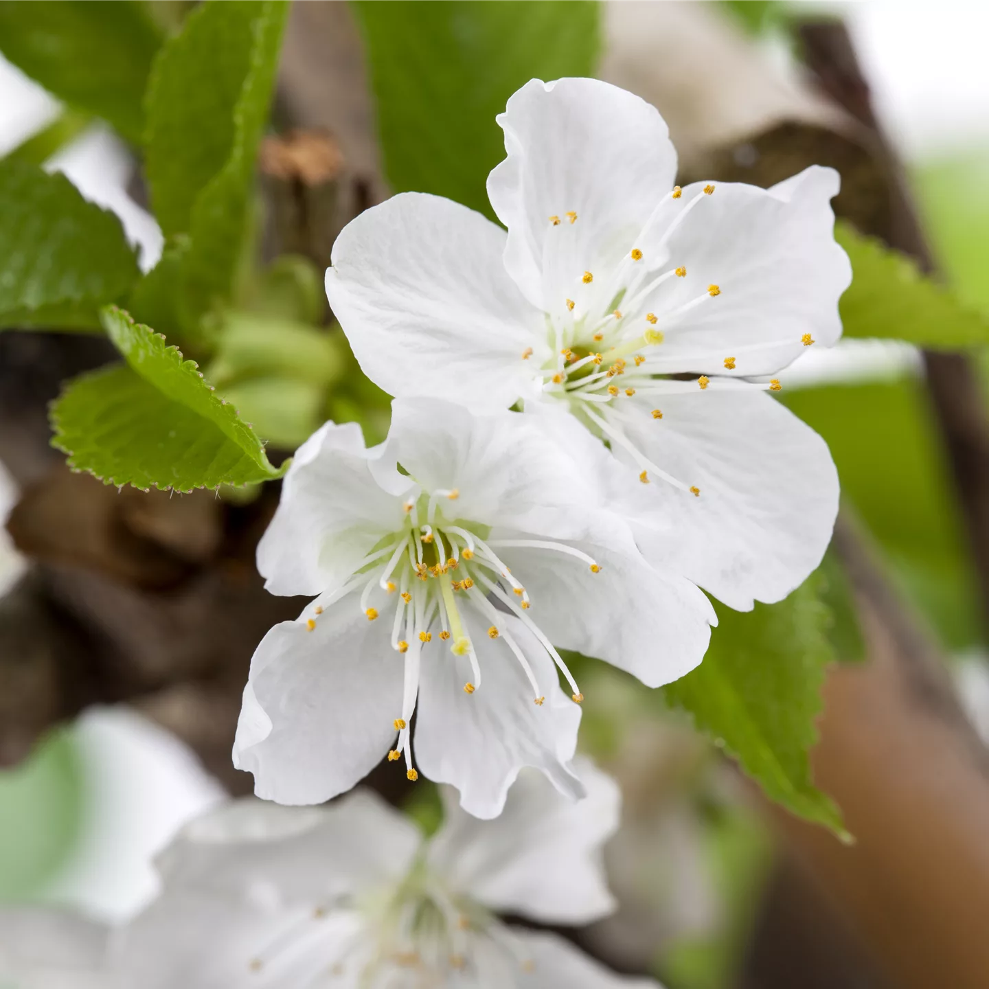 Prunus (Kirsche) 'Sylvia'