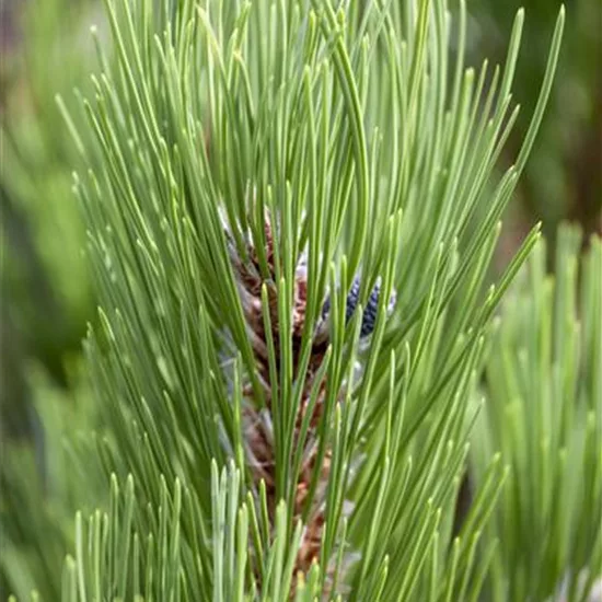 Pinus heldreichii 'Compact Gem'