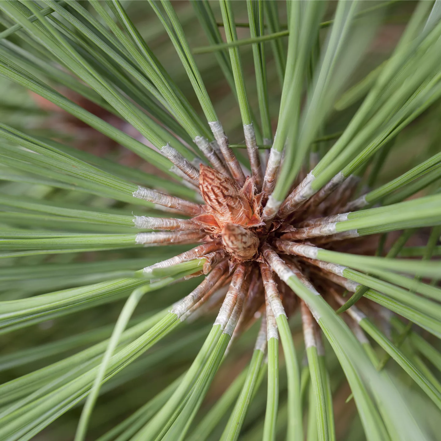 Pinus jeffreyi 'Joppi'