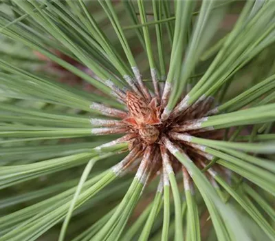 Pinus jeffreyi 'Joppi'