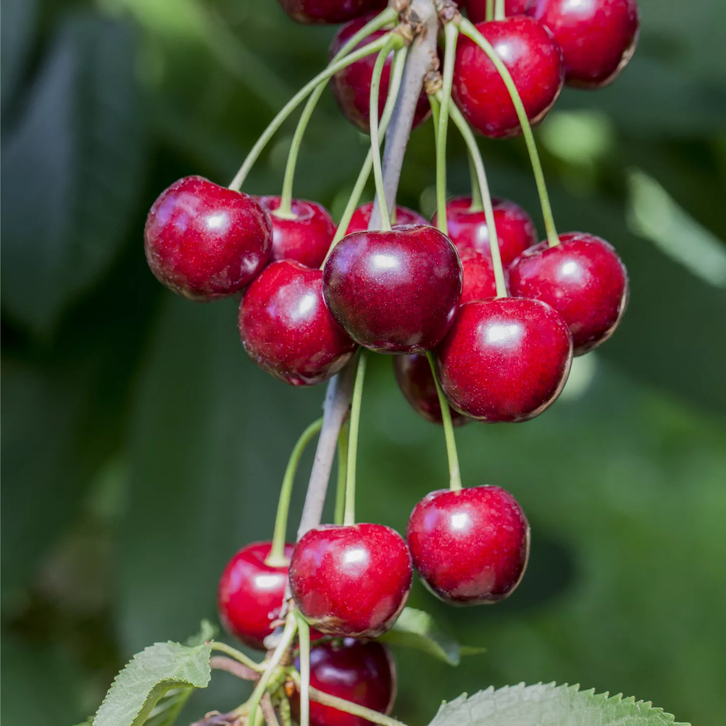 Prunus (Kirsche) 'Hedelfinger Riesenkirsche'