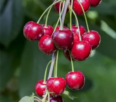 Prunus (Kirsche) 'Hedelfinger Riesenkirsche'