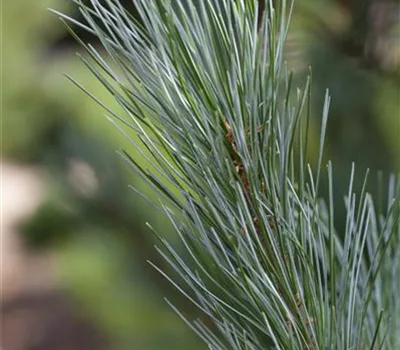 Pinus virginiana