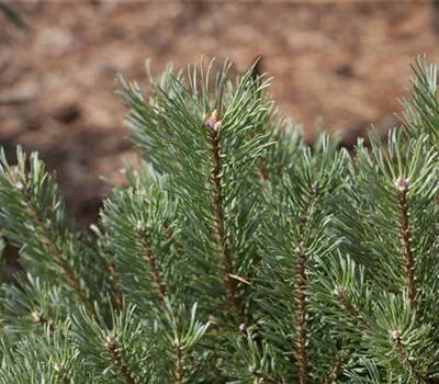 Pinus sylvestris