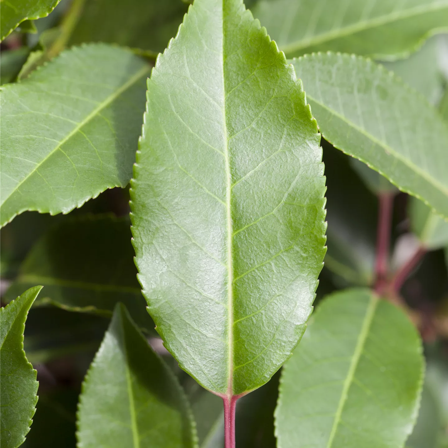 Prunus lusitanica 'Angustifolia'